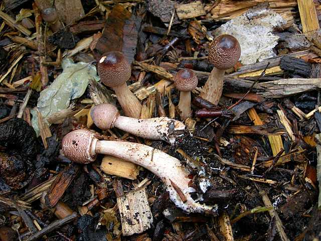2005 :  Un anno di funghi